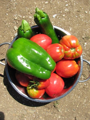 Harvest from the quinta