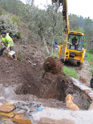 Transplanting an olive tree at Quinta do Vale