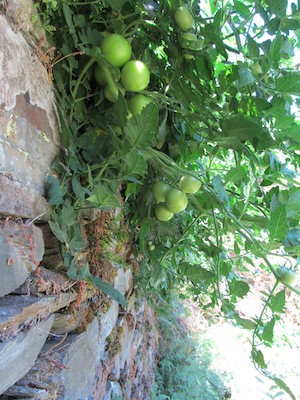 Tomatoes growing off terrace walls at Quinta do Vale