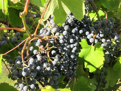 Grapes ready for harvest at Quinta do Vale